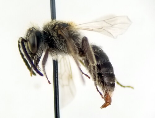 Andrena hypopolia