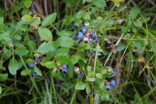 Lowbush Blueberry Seeds, Vaccinium Angustifolium, Fruit Is