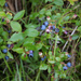Lowbush Blueberry - Photo (c) Seabrooke Leckie, some rights reserved (CC BY-NC-ND)