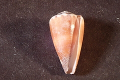 Conus planorbis