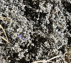 Leucophyllum candidum