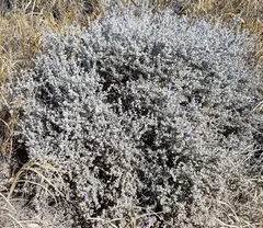 Leucophyllum candidum