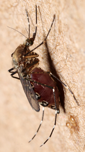 Black Saltmarsh Mosquito photo 6
