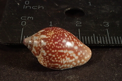 Pyrene punctata
