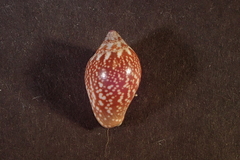 Pyrene punctata