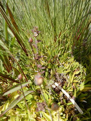 Euphrasia hudsoniana