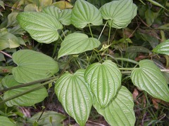 Dioscorea caucasica