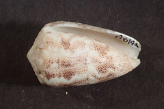 Conus arenatus