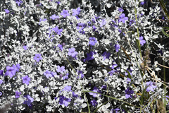 Leucophyllum candidum