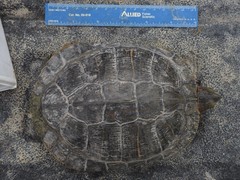 Trachemys scripta