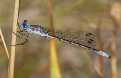Lestes stultus