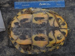 Trachemys scripta
