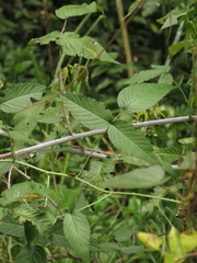 Rubus glaucus