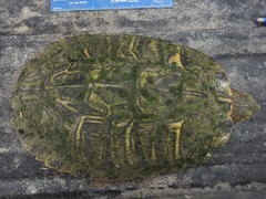 Trachemys scripta elegans