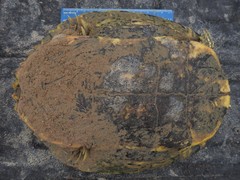 Trachemys scripta elegans