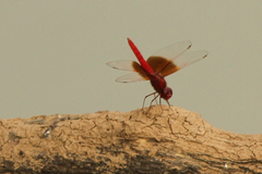 Brachythemis lacustris