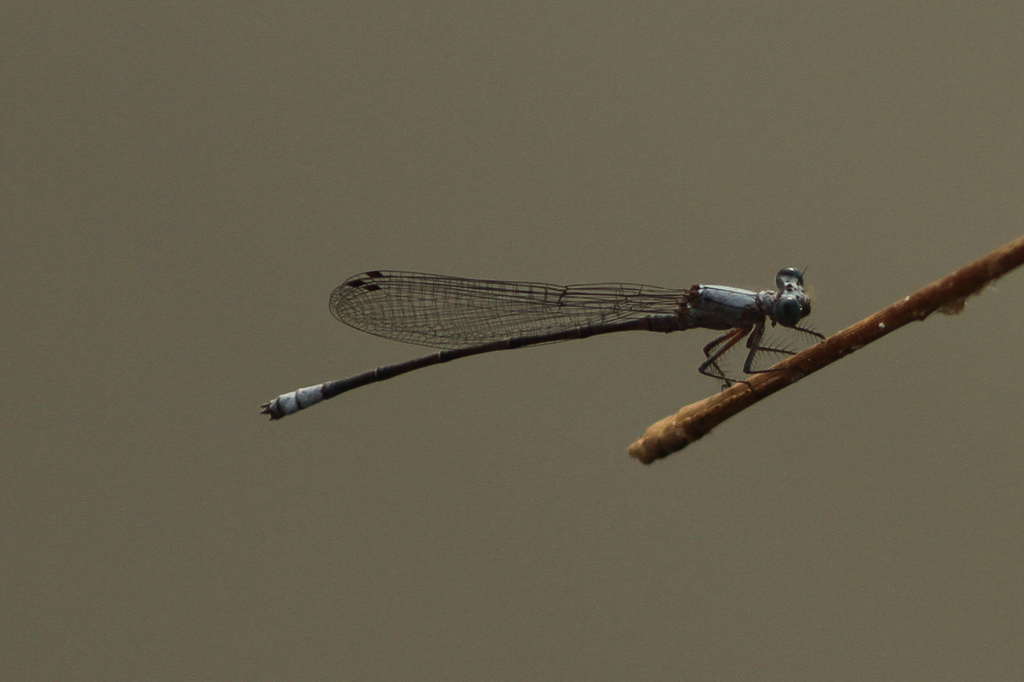 Mesocnemis dupuyi