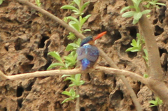 Corythornis cristatus image