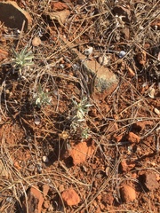 Chlorogalum grandiflorum