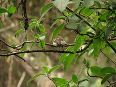 Phyllomyias uropygialis