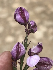 Polygala microlopha