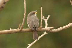 Muscicapa aquatica