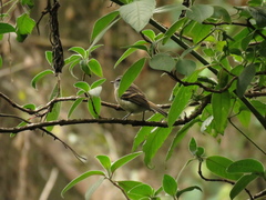 Phyllomyias uropygialis