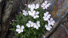 Silene akaisialpina