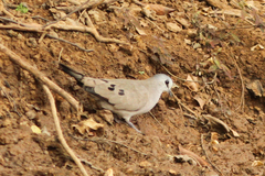 Turtur abyssinicus