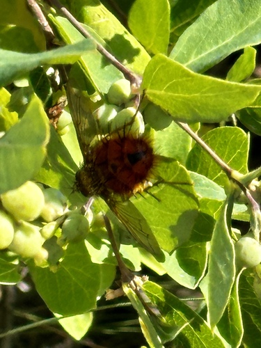 Unknown species found near Shoshone National Forest, Cody, WY, US