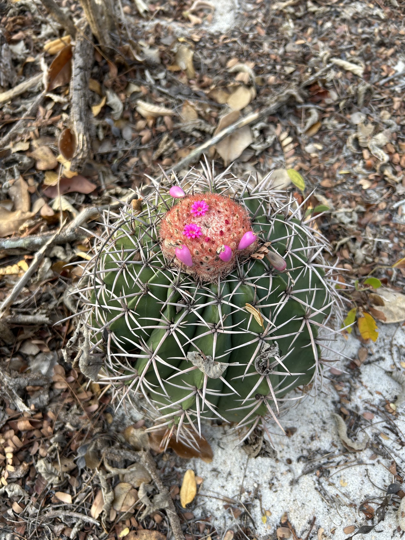 Melocactus zehntneri