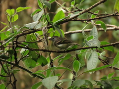 Phyllomyias uropygialis