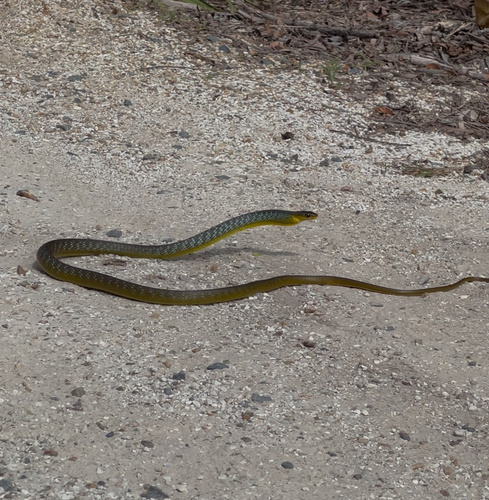 Common Tree Snake sighting