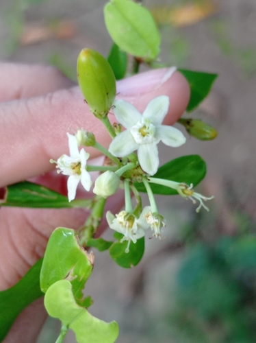 Erythroxylum coca