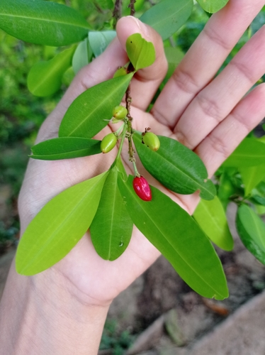 Erythroxylum coca