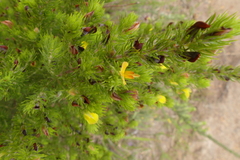 Aspalathus asparagoides asparagoides