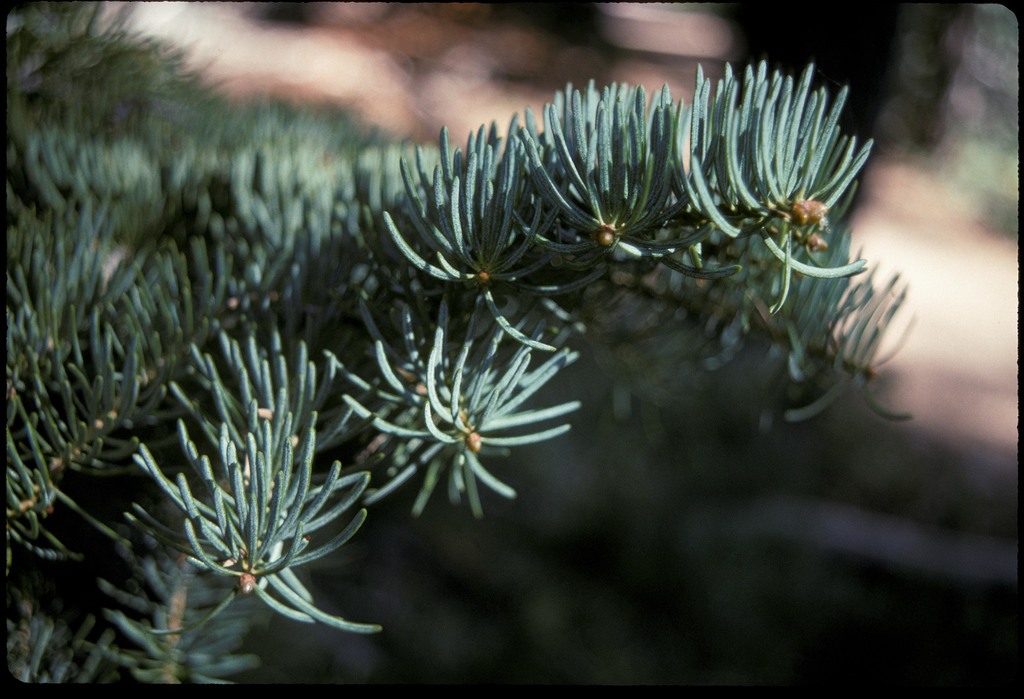 white fir