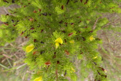 Aspalathus asparagoides asparagoides