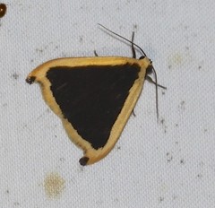 Termessa conographa