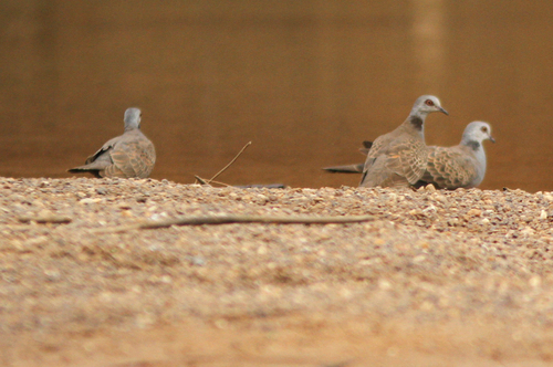 Adamawa Turtle Dove (Streptopelia hypopyrrha)