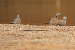 Streptopelia hypopyrrha