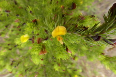Aspalathus asparagoides asparagoides