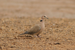 Streptopelia vinacea