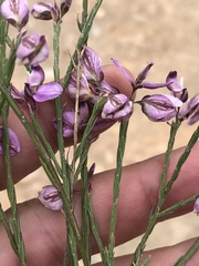 Polygala microlopha