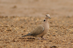 Streptopelia vinacea