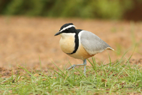 Pluvial (Pluvianus aegyptius)