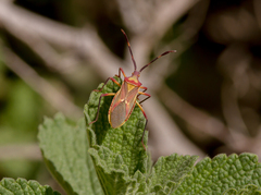 Omanocoris versicolor