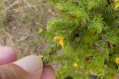 Aspalathus asparagoides asparagoides