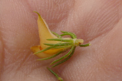 Aspalathus asparagoides asparagoides