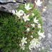 Saxifraga bronchialis rebunshirensis - Photo (c) Yoshimasa Uchiyama,  זכויות יוצרים חלקיות (CC BY), uploaded by Yoshimasa Uchiyama